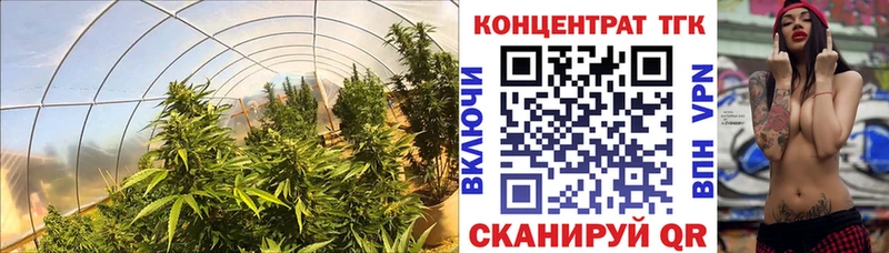 Купить закладки  Губкин  ТГК вейп 